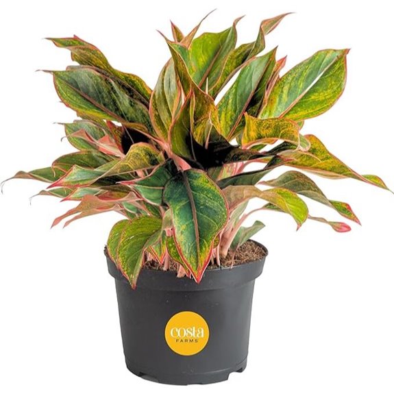 Costa Farms Chinese Evergreen Live Plant in Nursery Pot