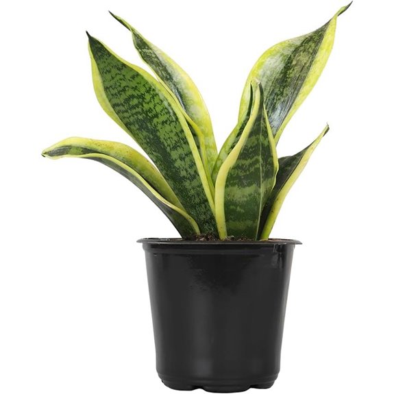 Sansevieria trifasciata Superba Indoor House Plant