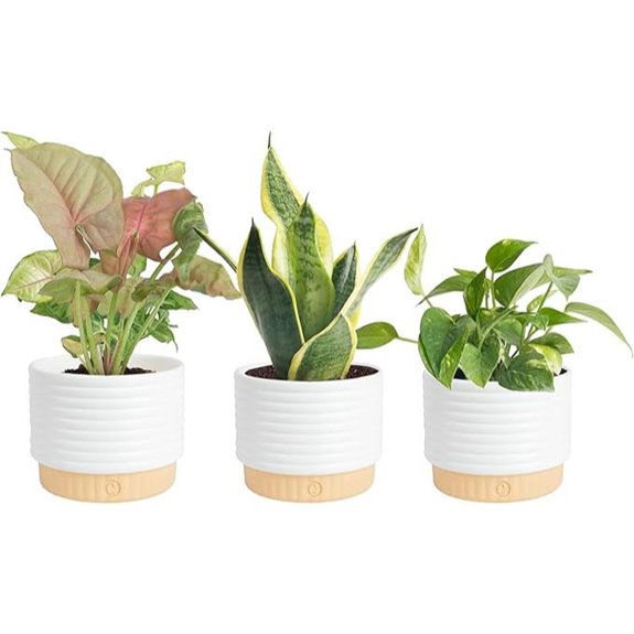 Costa Farms Indoor Plants in Decorative Pots (Pack of 3)