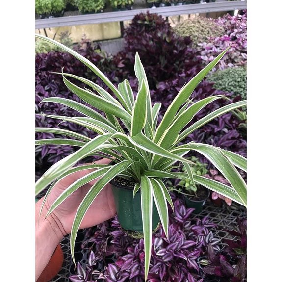 Variegated Spider Plant Extra-Large Air-Purifying Low Maintenance