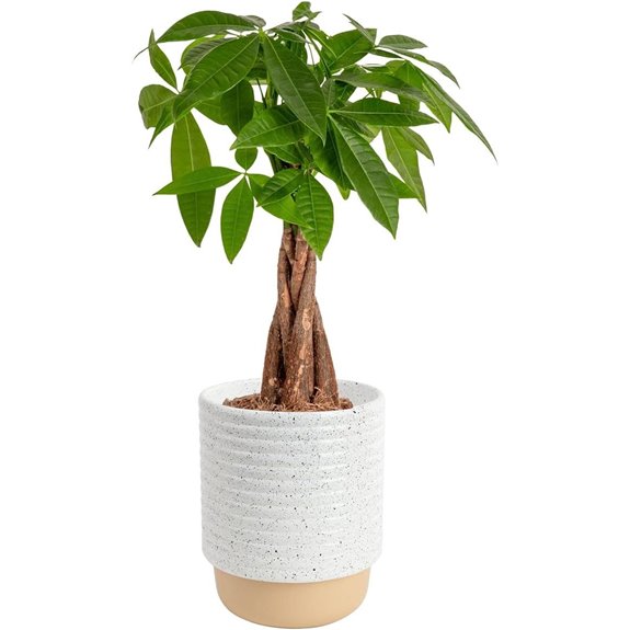 Costa Farms Money Tree Live Plant in Decorative Pot