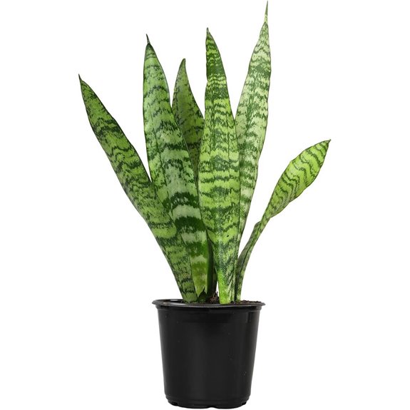 Live Snake Plant in Pot for Indoor Houseplant