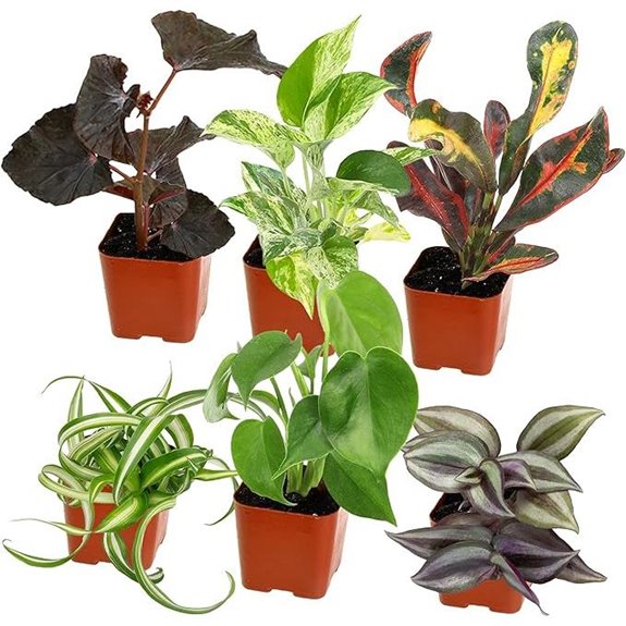 Houseplant Set of 6 with Pots and Soil