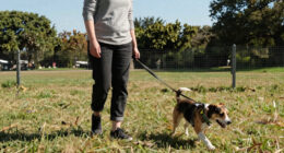 The Safest Way to Freedom for Your Dog